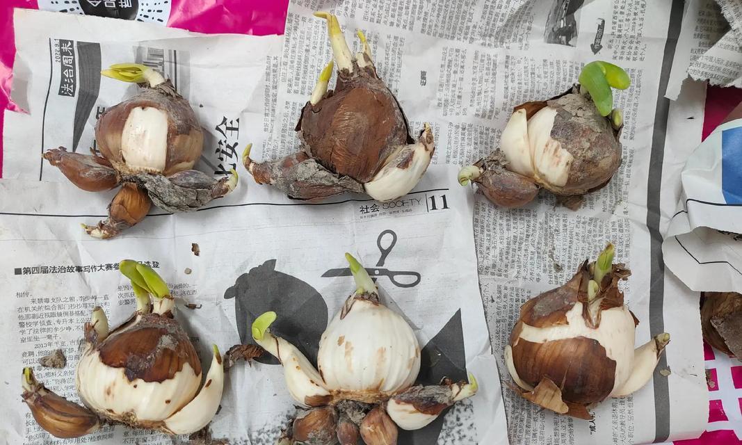 水仙花种植过程中需要注意什么？