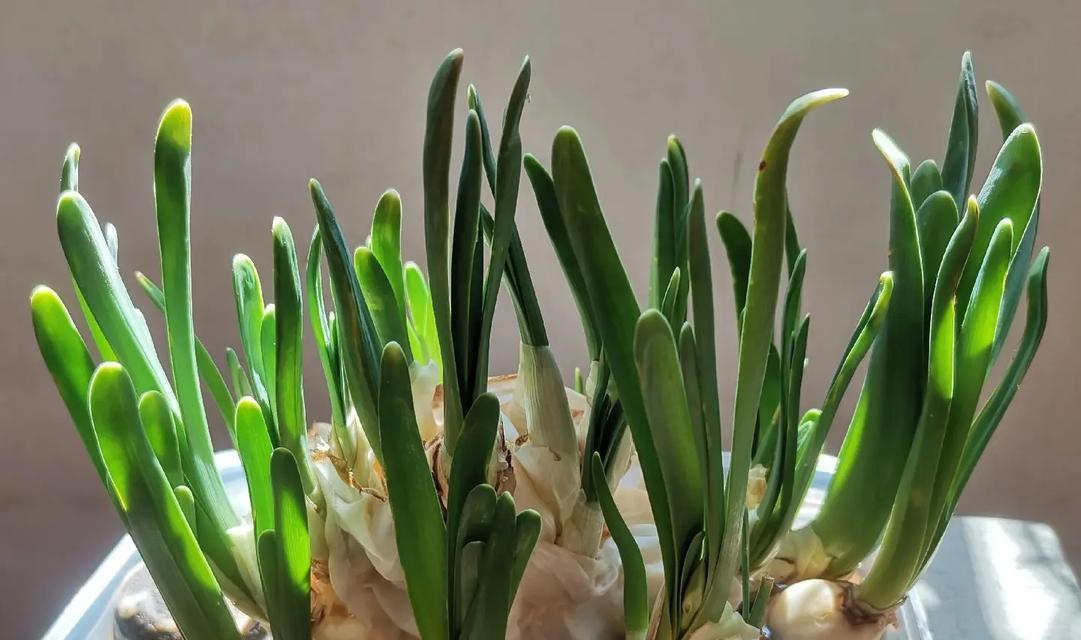 水仙花种植过程中需要注意什么？
