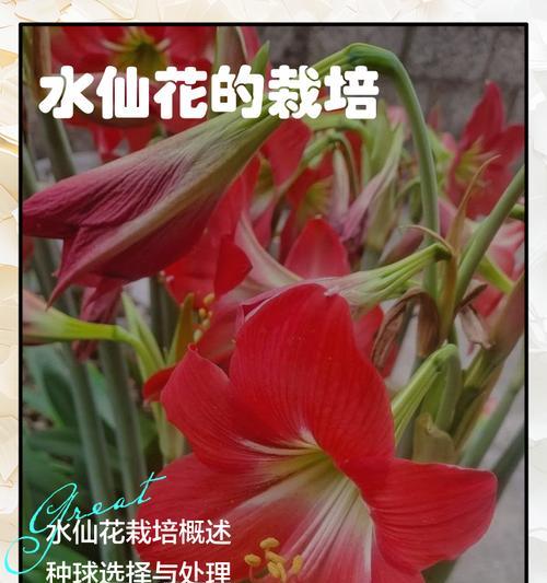 水仙花种植过程中需要注意什么？