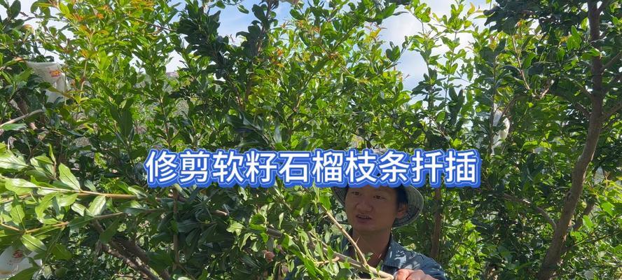盆栽小石榴修剪的最佳时机是什么时候？怎样修剪才能促进生长？