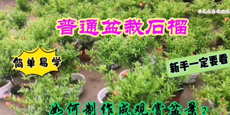 盆栽小石榴修剪的最佳时机是什么时候？怎样修剪才能促进生长？