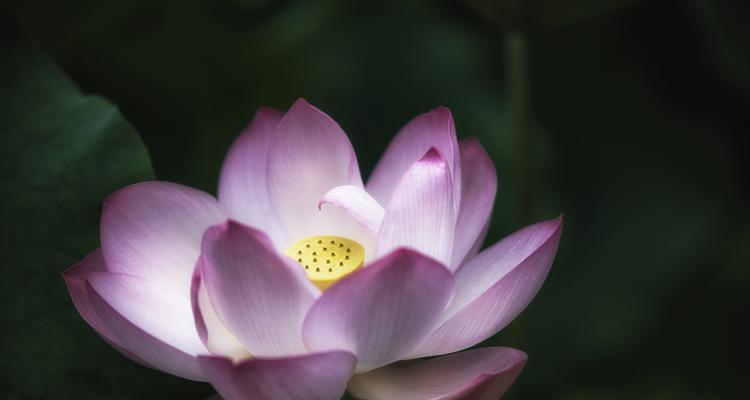 谢找莲花的正确养殖方法是什么？如何保持其健康生长？