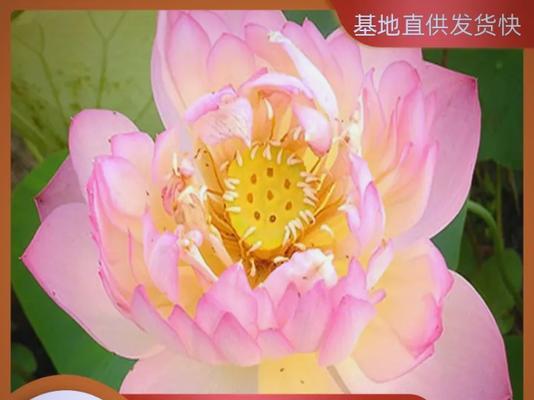 谢找莲花的正确养殖方法是什么？如何保持其健康生长？