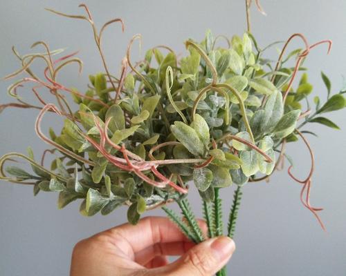 常用的插花配草有哪些特点？如何选择合适的配草？