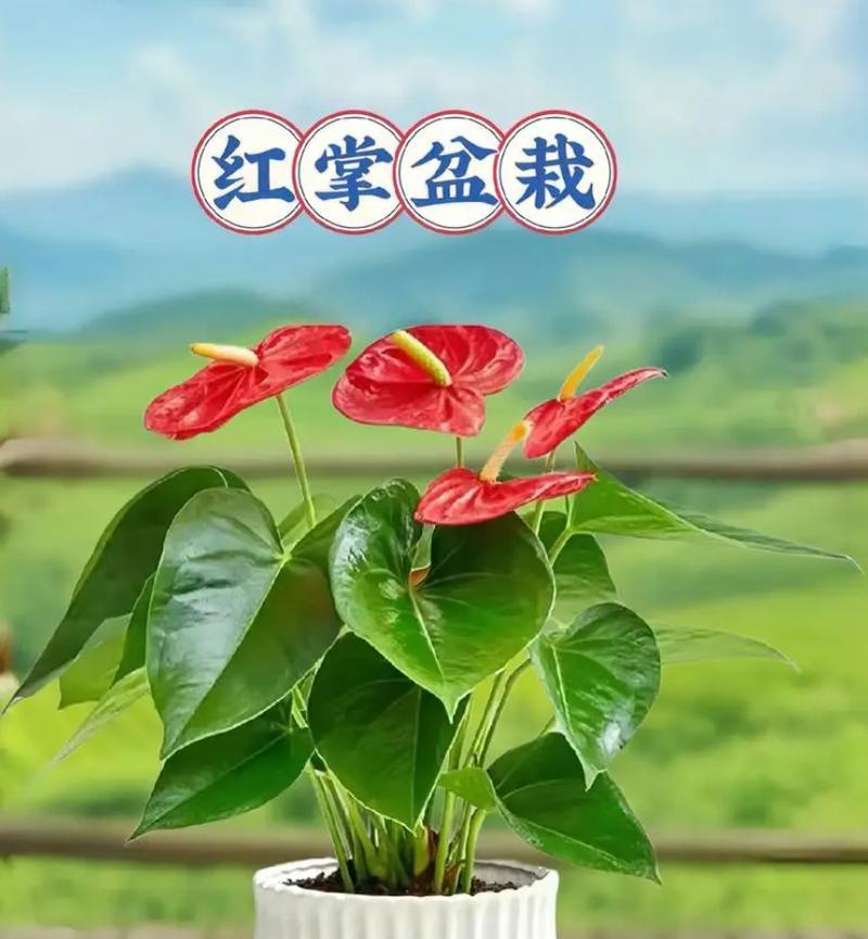 红掌不开花的原因是什么？如何促进红掌开花？