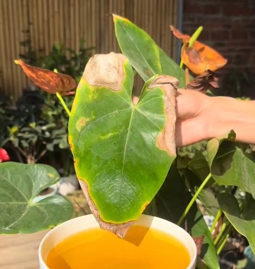 红掌不开花的原因是什么？如何促进红掌开花？