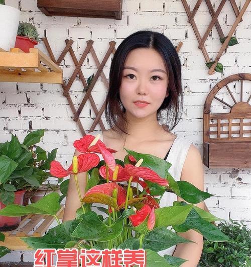 红掌不开花的原因是什么？如何促进红掌开花？