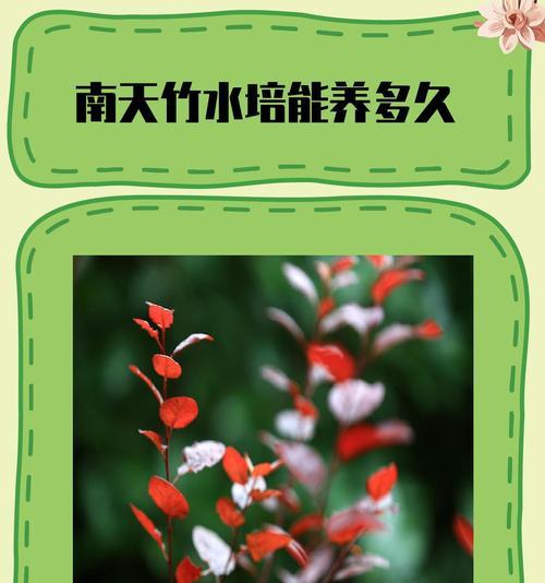 天竹怎么养？天竹的养护要点是什么？