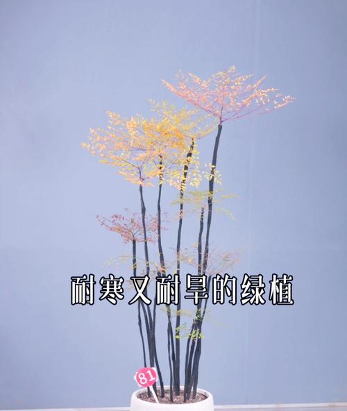 天竹怎么养？天竹的养护要点是什么？