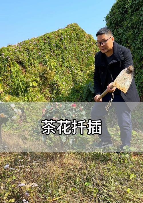 山茶花扦插方法是什么？扦插后多久能生根？
