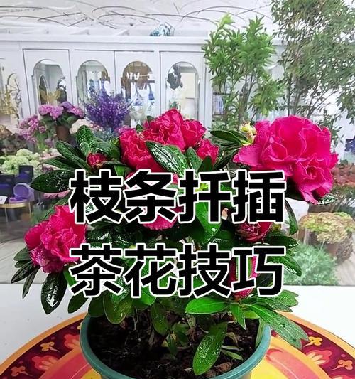 山茶花扦插方法是什么？扦插后多久能生根？