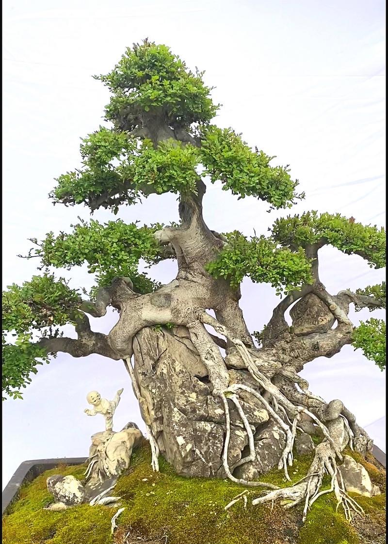 对节白蜡的造型技巧有哪些？如何塑造对节白蜡的形态？