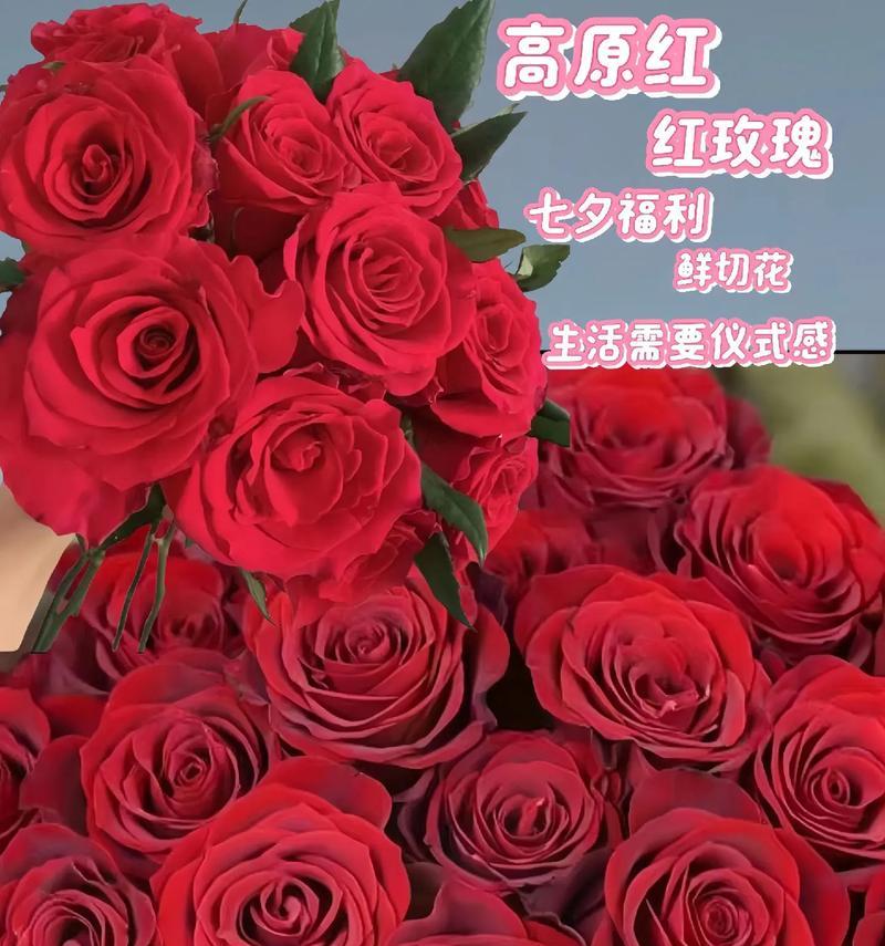 鲜切花玫瑰插瓶后如何保持新鲜？养殖方法有哪些？