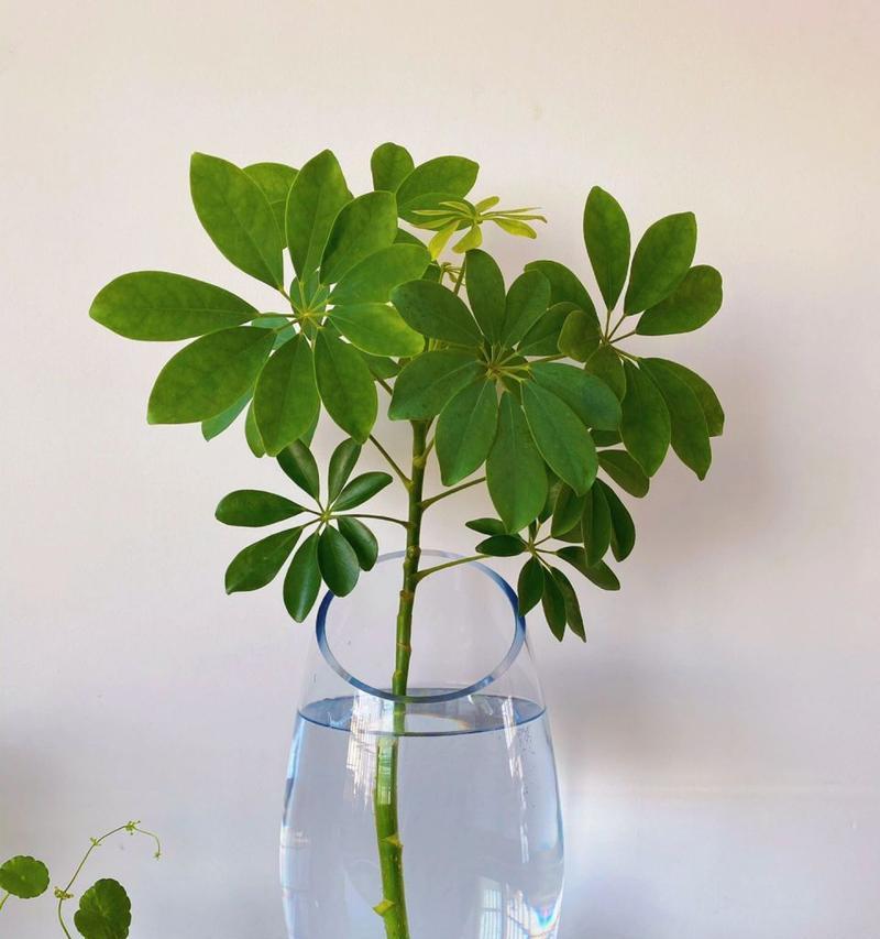 哪些植物既易养又美观？如何进行日常照料？