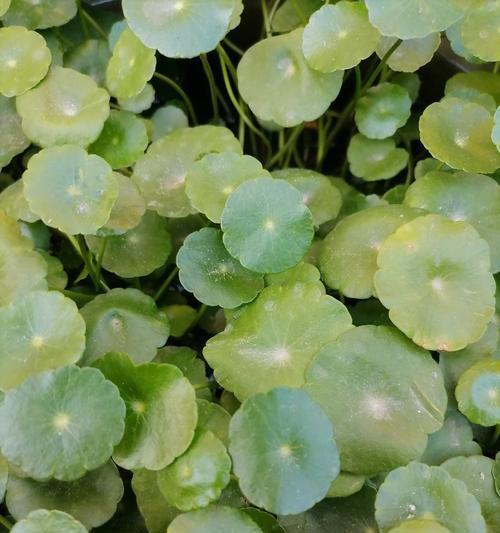 哪些植物既易养又美观？如何进行日常照料？