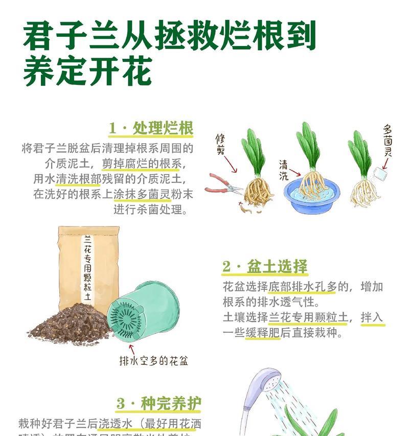 君子兰叶子不生长怎么办？如何促进生长？