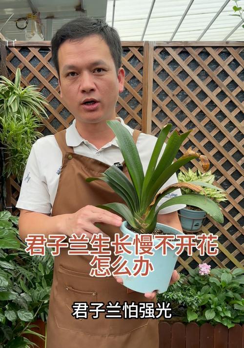 君子兰叶子不生长怎么办？如何促进生长？