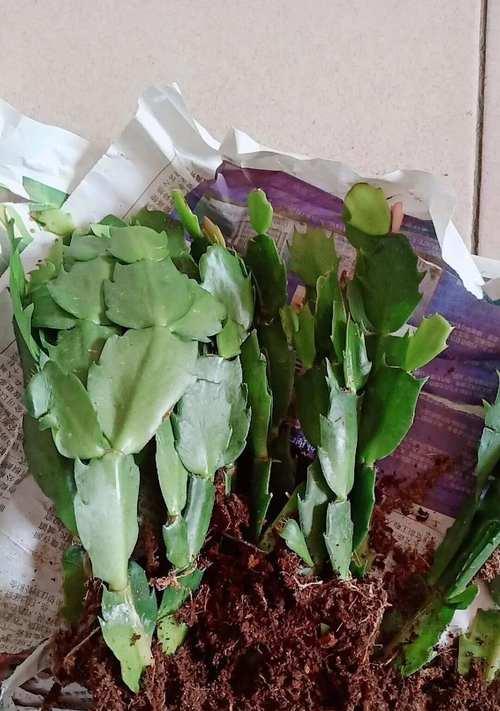 蟹爪兰移栽的最佳时机是什么时候？移栽后如何管理？