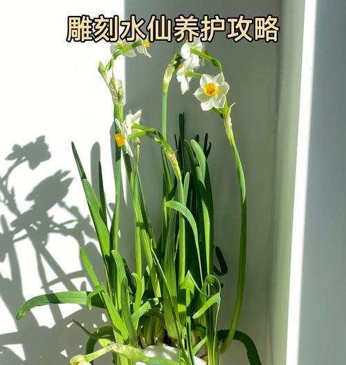 水仙花雕刻步骤是什么？怎样雕刻出美丽的形状？