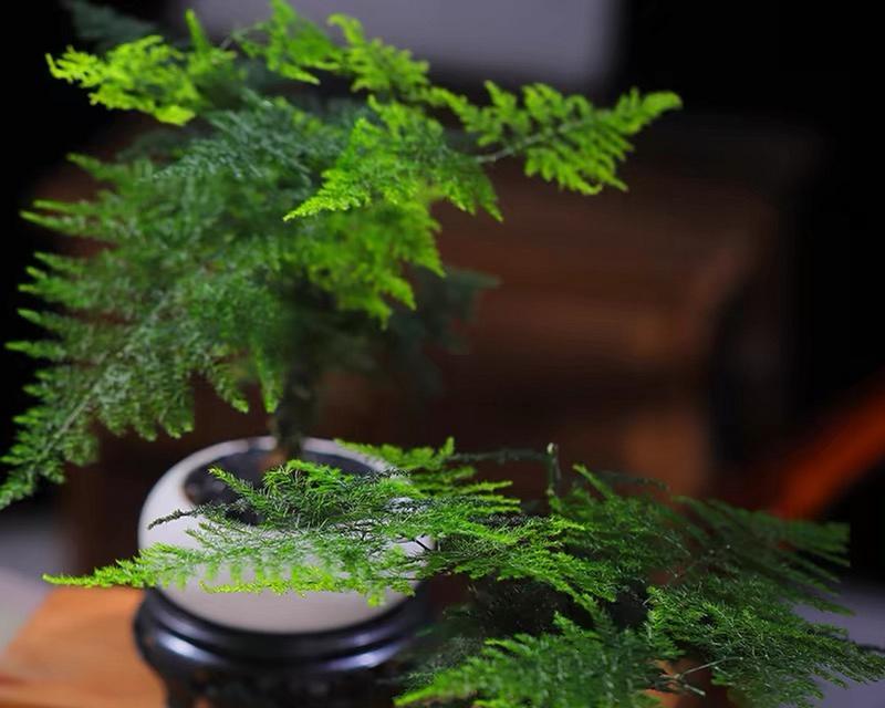 文松盆景怎么养？文松盆景的养护方法有哪些？