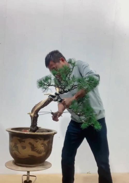 文松盆景怎么养？文松盆景的养护方法有哪些？
