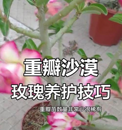 玫瑰花开后是否需要修剪？如何正确修剪玫瑰花？