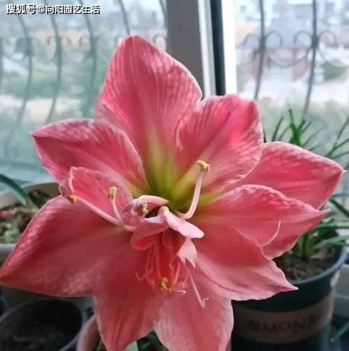 春天适合种植哪些花？如何选择合适的春季花卉？
