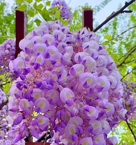 春天适合种植哪些花？如何选择合适的春季花卉？