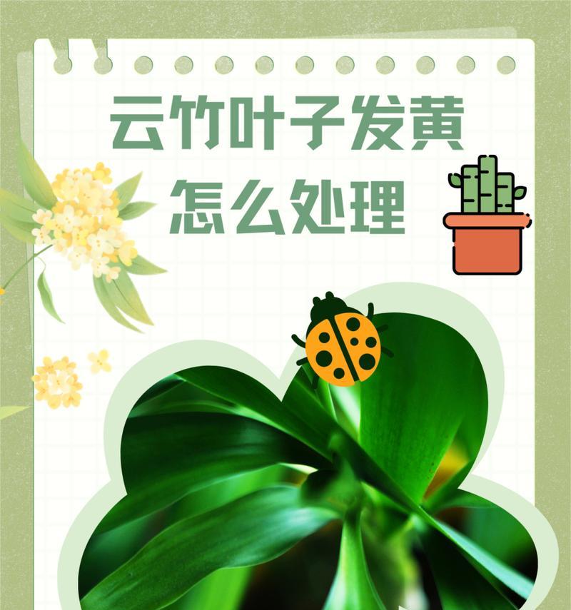 文竹叶子发黄的原因是什么？如何处理文竹叶子发黄？