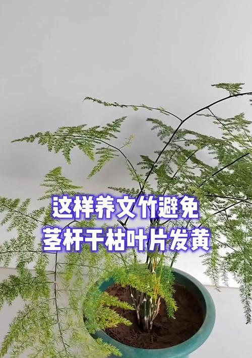 文竹叶子发黄的原因是什么？如何处理文竹叶子发黄？