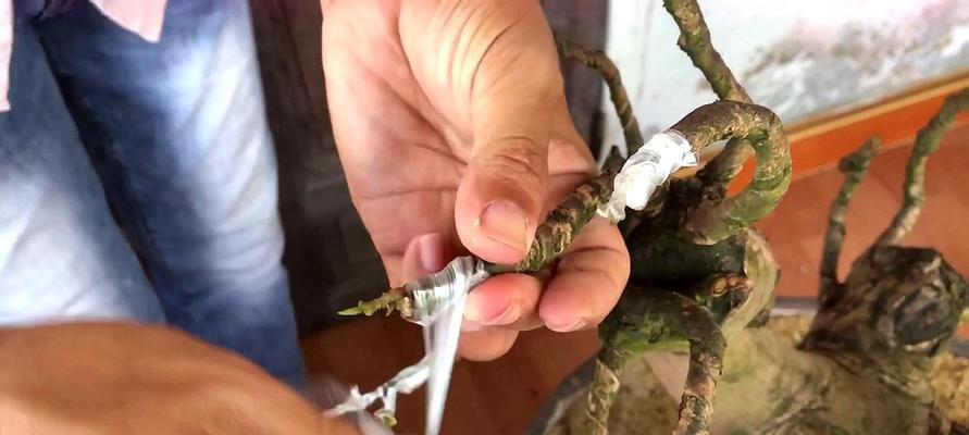 发财树适合嫁接在哪些树上？嫁接发财树的最佳方法是什么？
