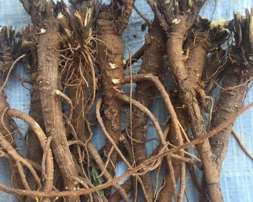 紫薇花种子播种技巧有哪些？怎样提高发芽率？