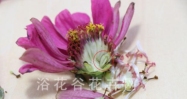 紫薇花种子播种技巧有哪些？怎样提高发芽率？