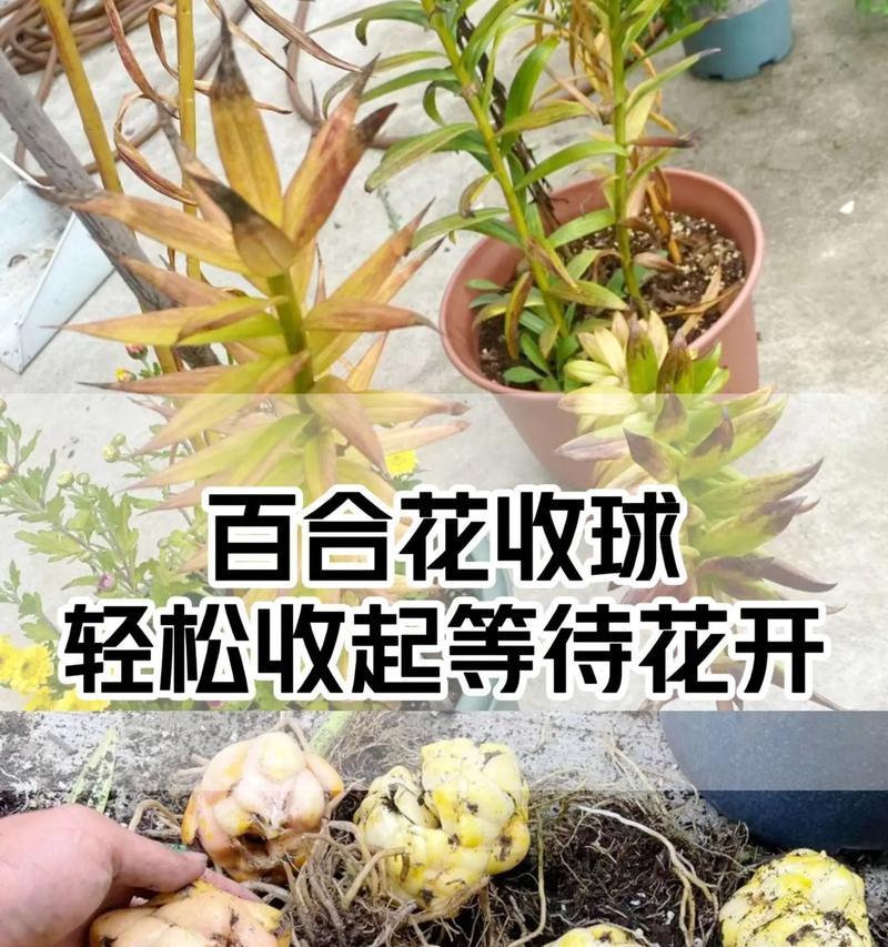 百合花种植需要注意什么？如何确保花开？