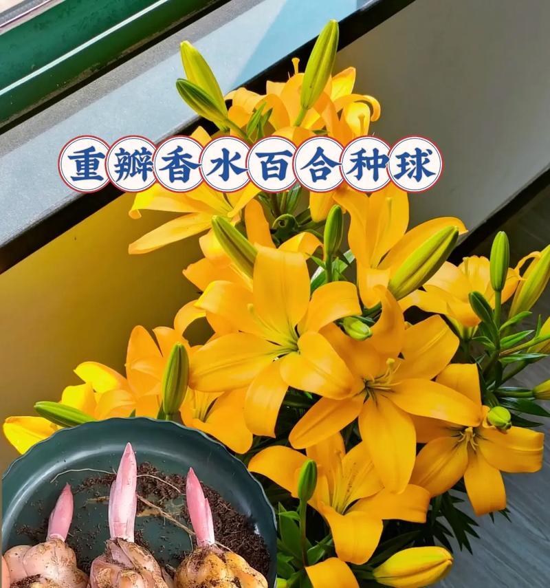 百合花种植需要注意什么？如何确保花开？