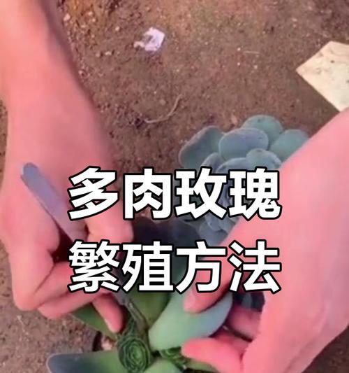 玫瑰花的繁殖方法有哪些？如何提高玫瑰花的繁殖成功率？