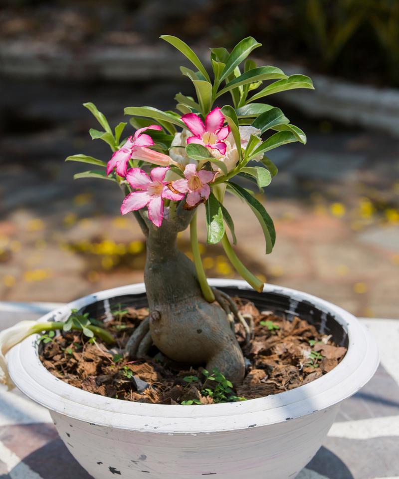 玫瑰花的繁殖方法有哪些？如何提高玫瑰花的繁殖成功率？