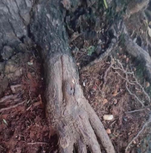 树根烂了怎么处理？有哪些有效的方法可以拯救病弱的树根？