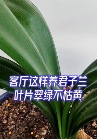 君子兰叶子枯黄的常见原因是什么？如何处理才能恢复绿叶？