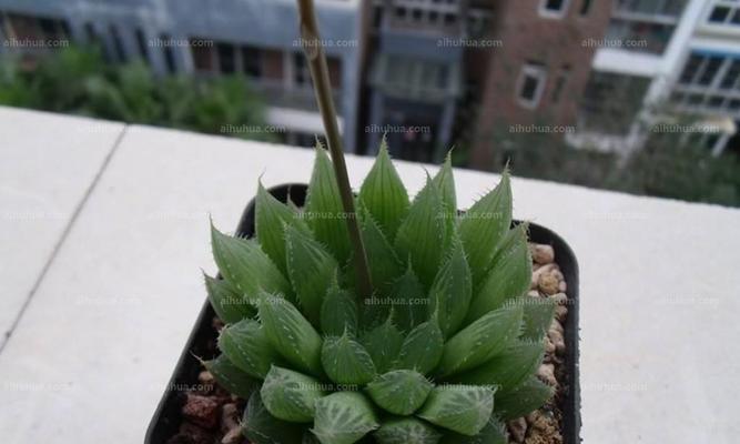 三角琉璃莲分株的步骤？分株后如何护理？