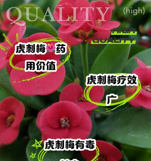 刺梅旺盛生长的秘诀是什么？如何照料？