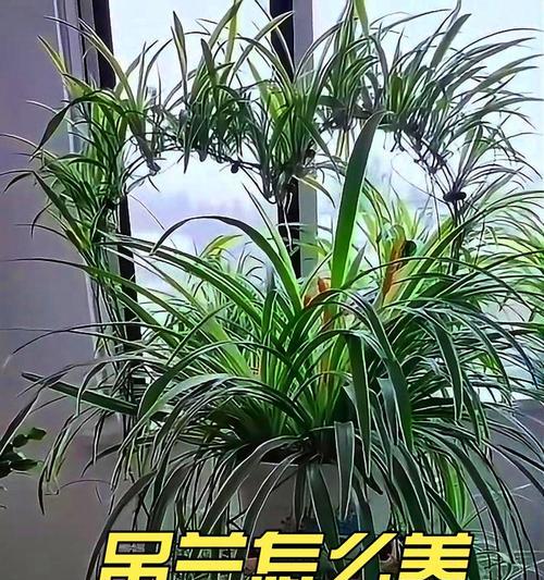 灯笼吊兰的养殖技巧有哪些？如何保持其叶片的光泽？