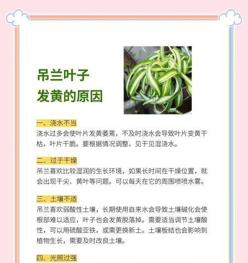 灯笼吊兰的养殖技巧有哪些？如何保持其叶片的光泽？