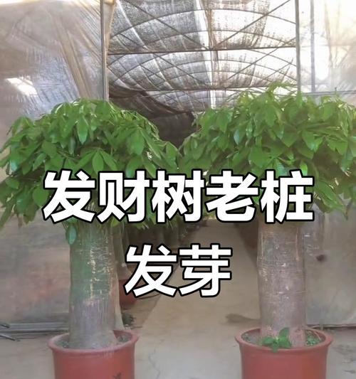 发财树的培育技巧是什么？如何确保其健康成长？