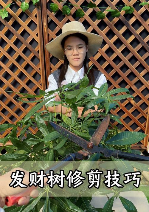 发财树的培育技巧是什么？如何确保其健康成长？