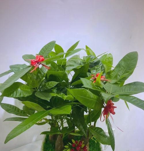 发财树的培育技巧是什么？如何确保其健康成长？