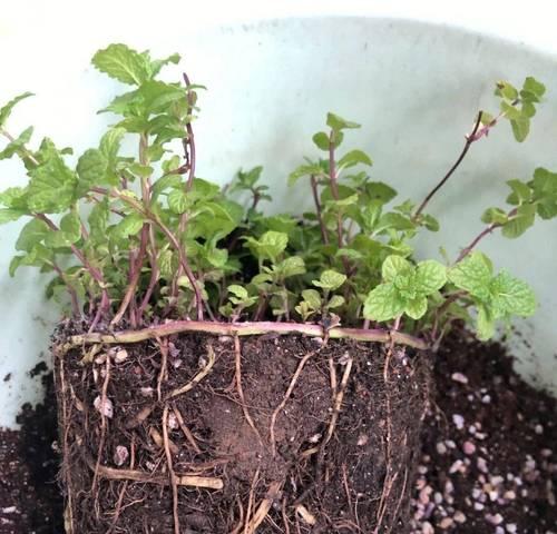 爱之蔓怎么才能爆盆栽？怎样才能使其茂盛？