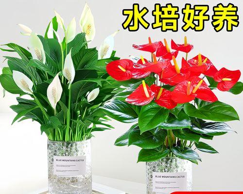 红掌在家庭中的养殖方法是什么？如何保持其鲜艳的花朵？