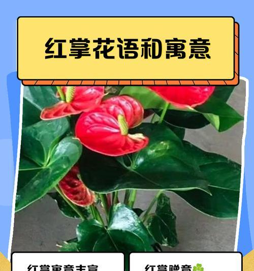 红掌在家庭中的养殖方法是什么？如何保持其鲜艳的花朵？