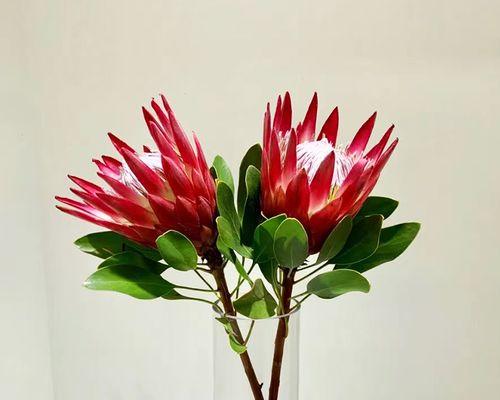 水养帝王花需要注意哪些事项？